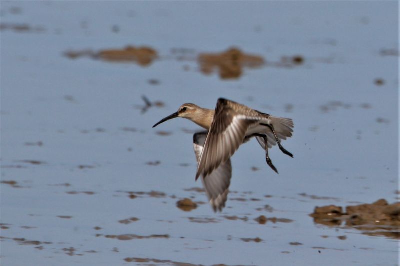 Curlew Sandpiper - 29-08-2019