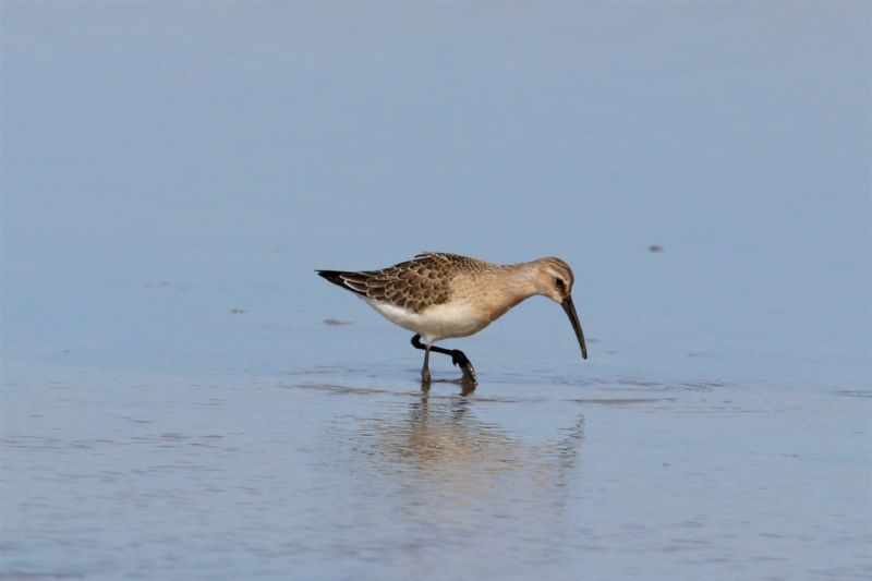 Curlew Sandpiper - 29-08-2019