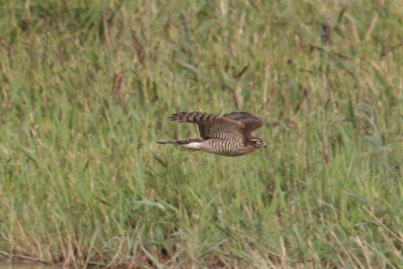 Sparrowhawk - 29-08-2019