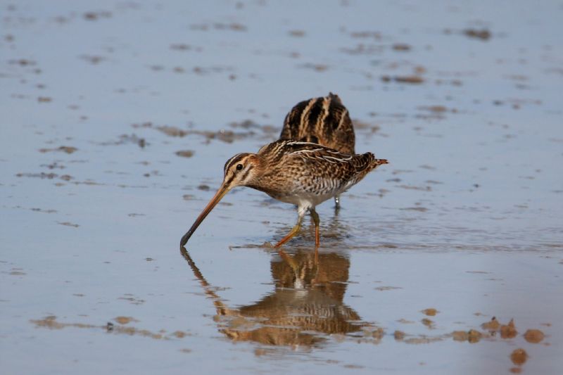 Snipe - 29-08-2019