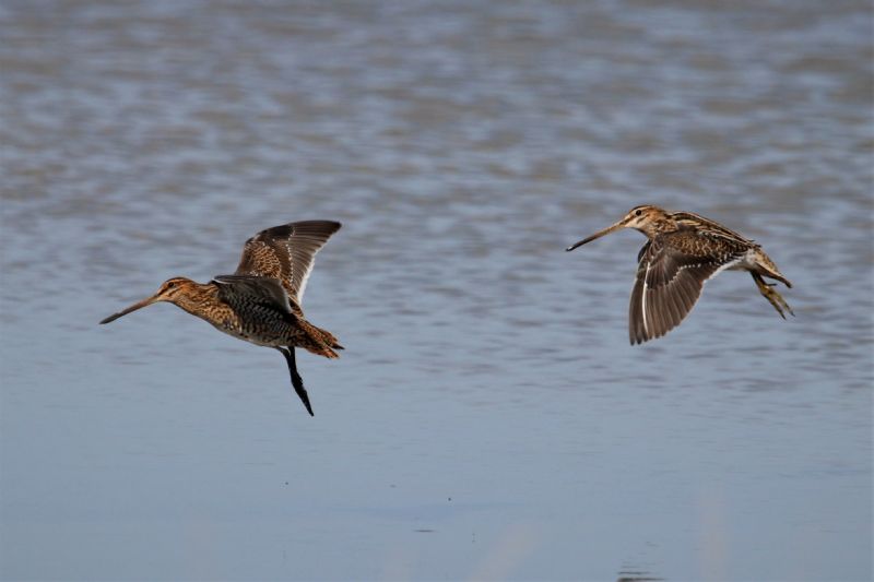 Snipe - 29-08-2019