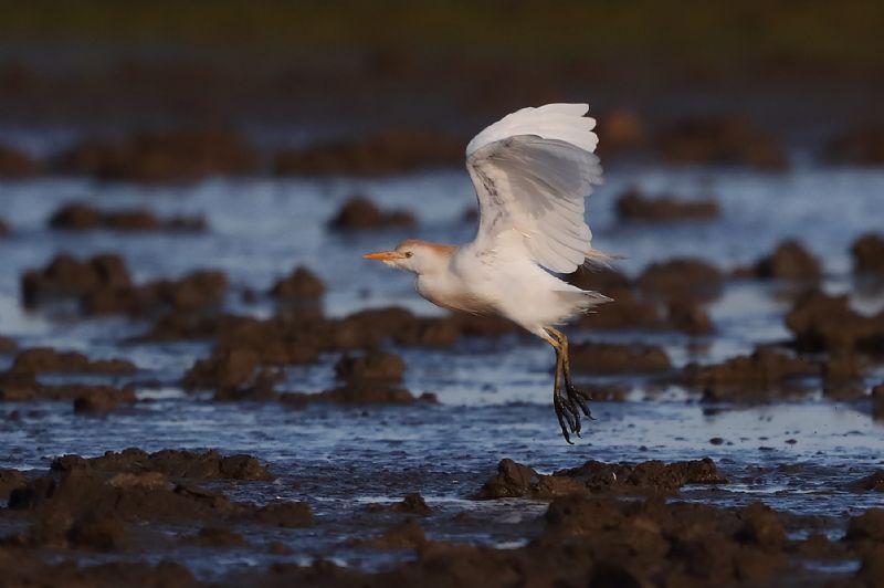 Cattle Egret - 01-09-2019