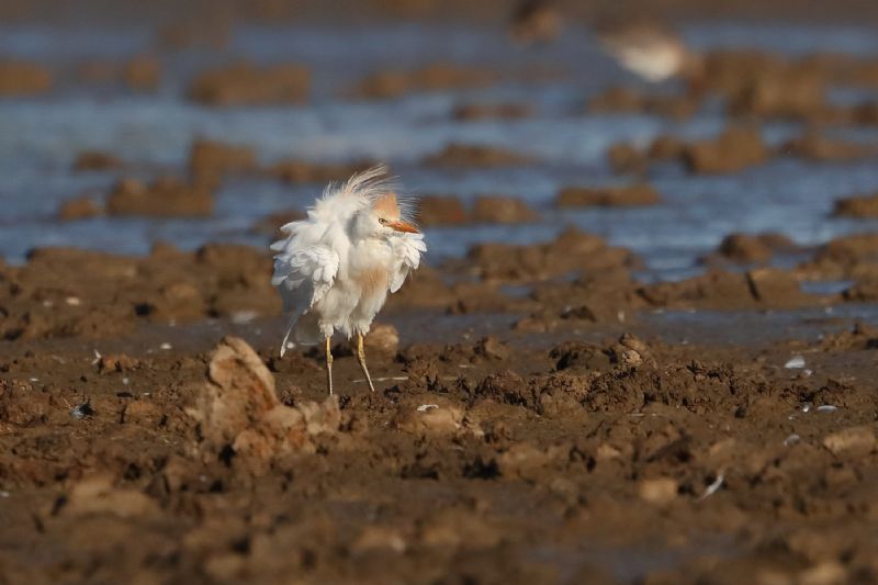 Cattle Egret - 01-09-2019