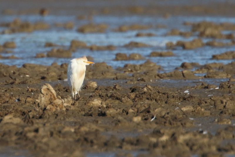 Cattle Egret - 01-09-2019