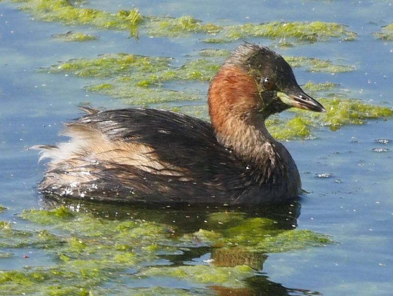 Little Grebe - 12-09-2019