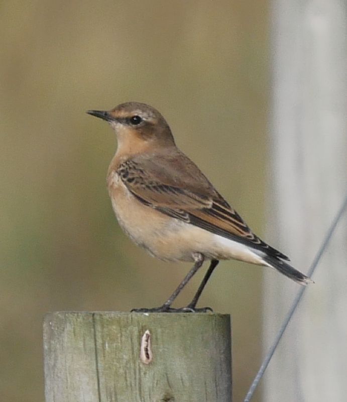 Wheatear - 12-09-2019