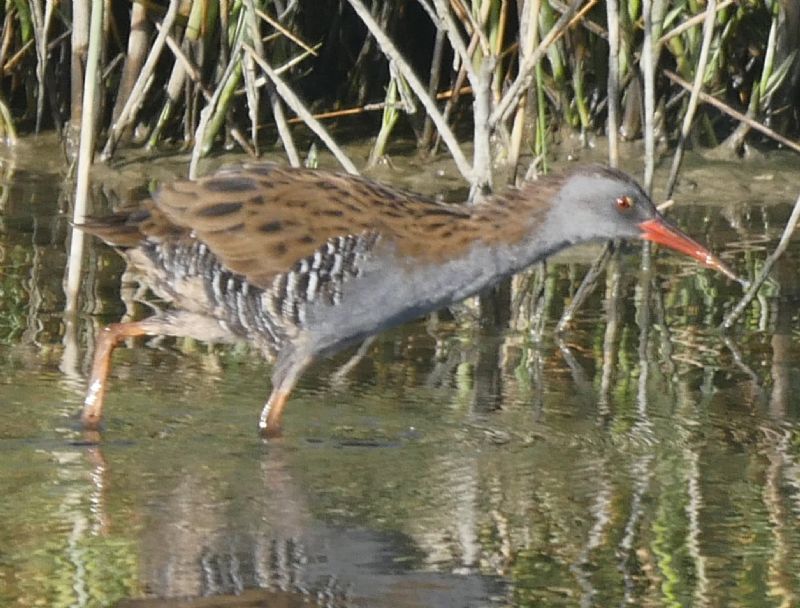 Water Rail - 12-09-2019