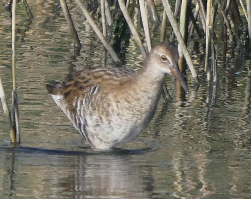 Water Rail - 12-09-2019