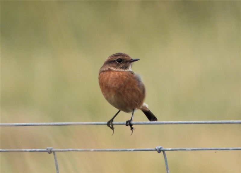 Stonechat - 16-09-2019