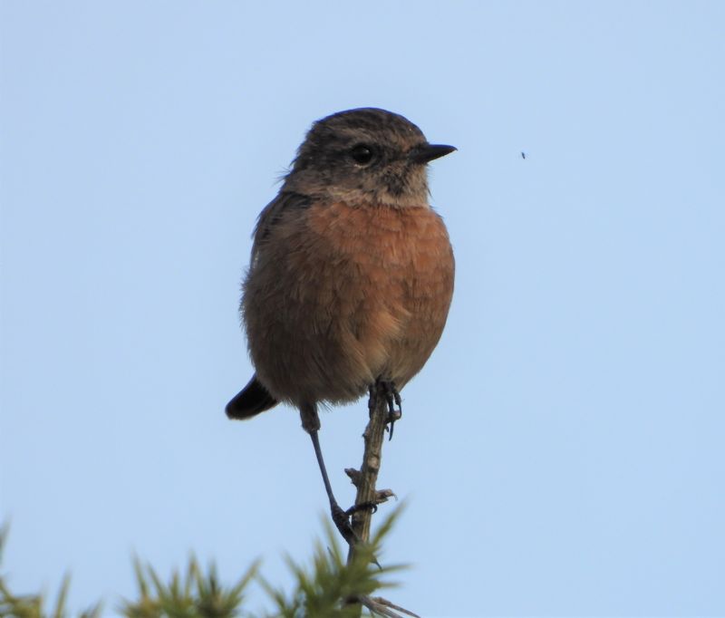 Stonechat - 20-09-2019