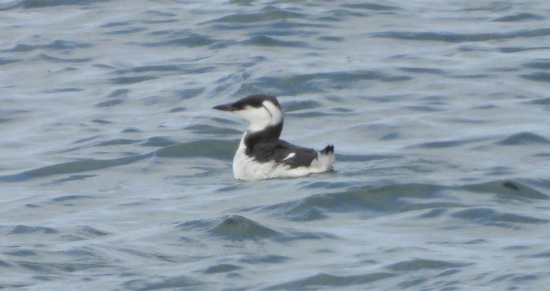 Guillemot - 20-09-2019