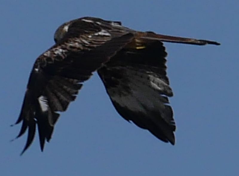 Red Kite - 22-09-2019