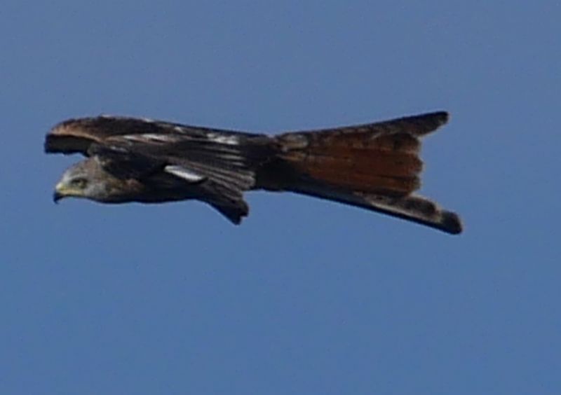 Red Kite - 22-09-2019