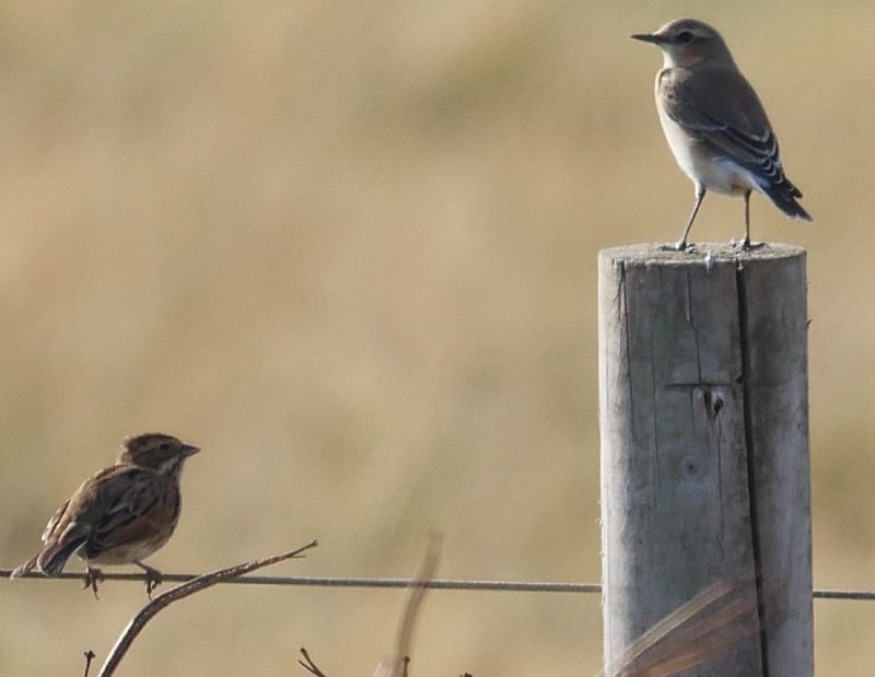 Reed Bunting - 22-09-2019