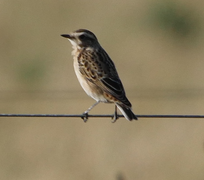 Whinchat - 22-09-2019