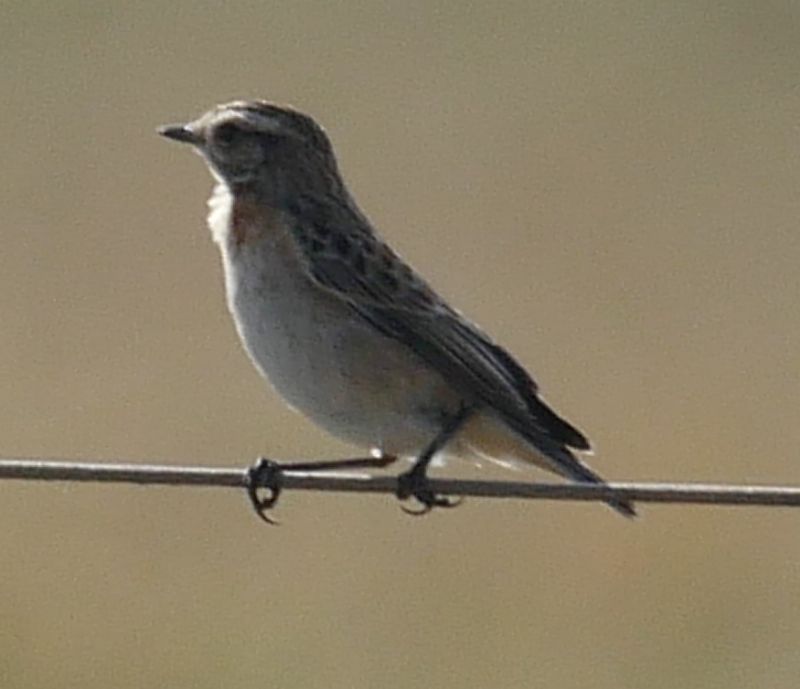 Whinchat - 22-09-2019