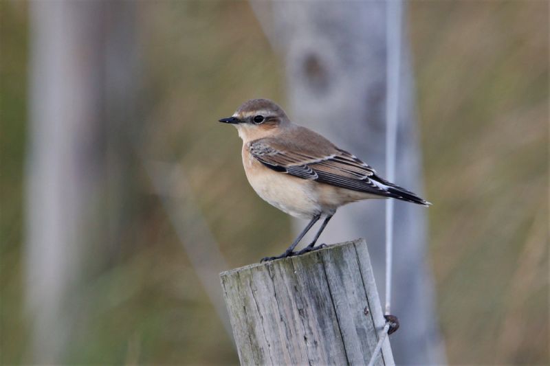 Wheatear - 23-09-2019