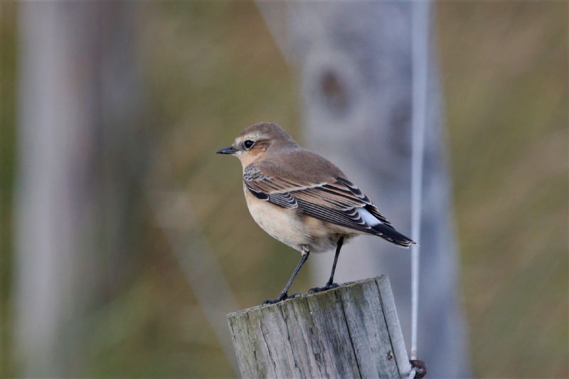 Wheatear - 23-09-2019