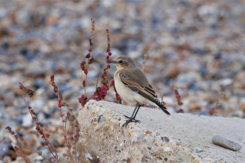 Wheatear - 23-09-2019