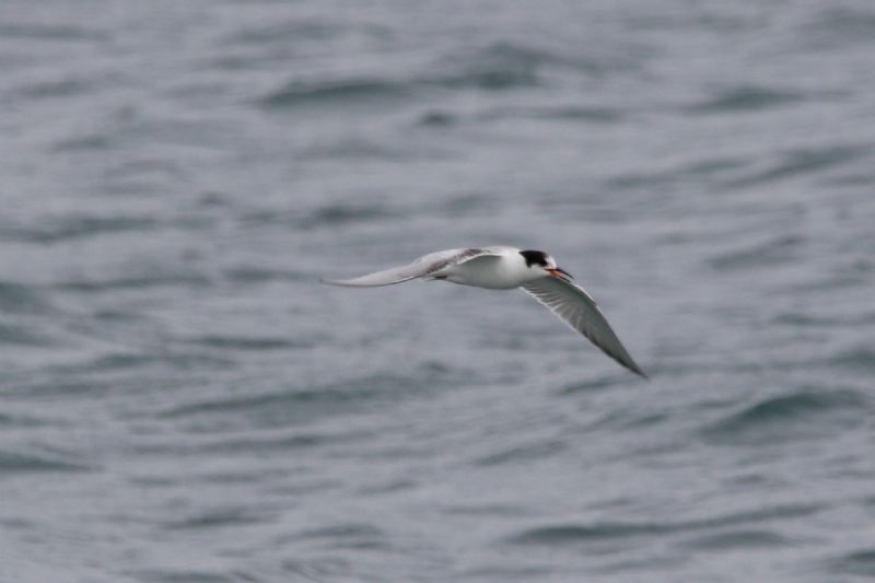 Common Tern - 24-09-2019