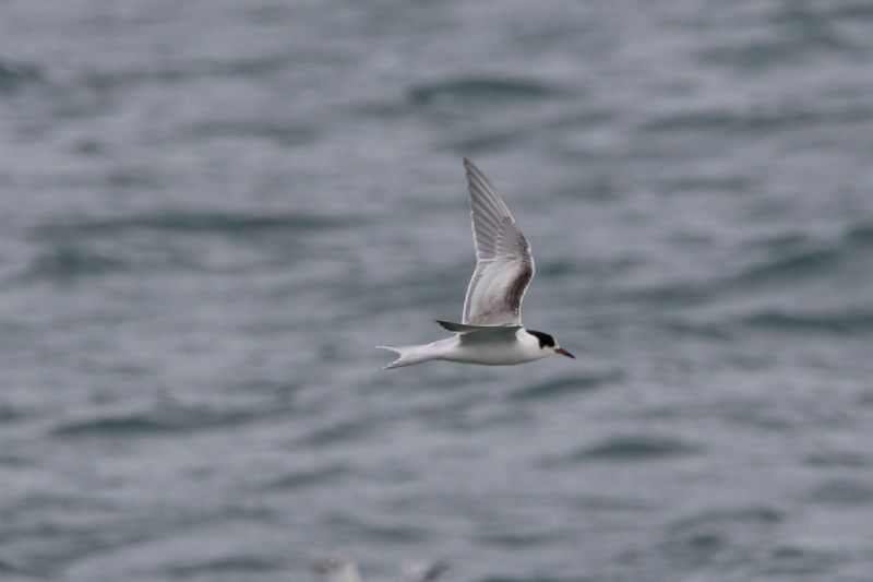 Common Tern - 24-09-2019