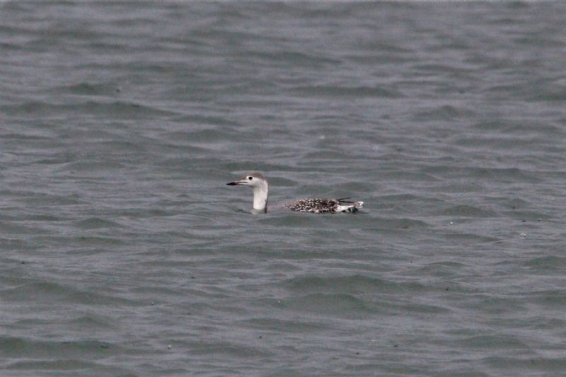 Red-throated Diver - 29-09-2019