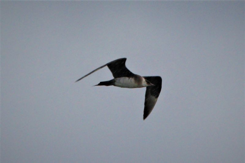 Arctic Skua - 29-09-2019