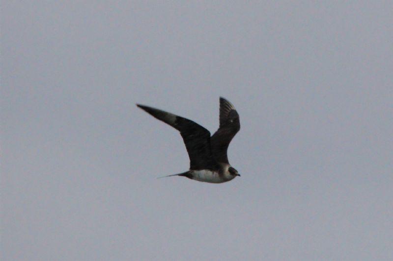 Arctic Skua - 29-09-2019