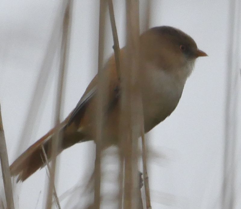 Bearded Tit - 01-10-2019