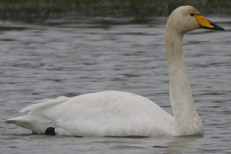 Whooper Swan - 01-10-2019