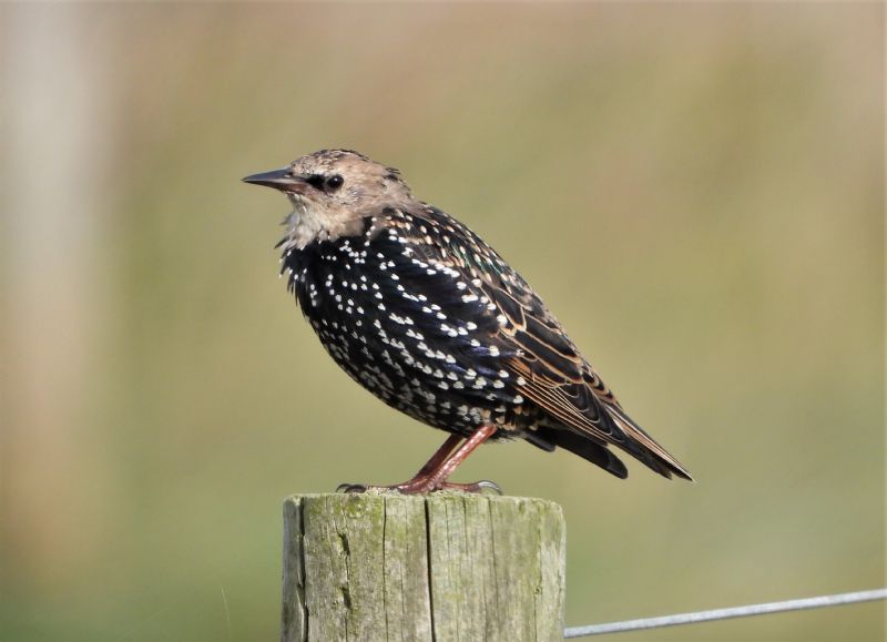 Starling - 03-10-2019