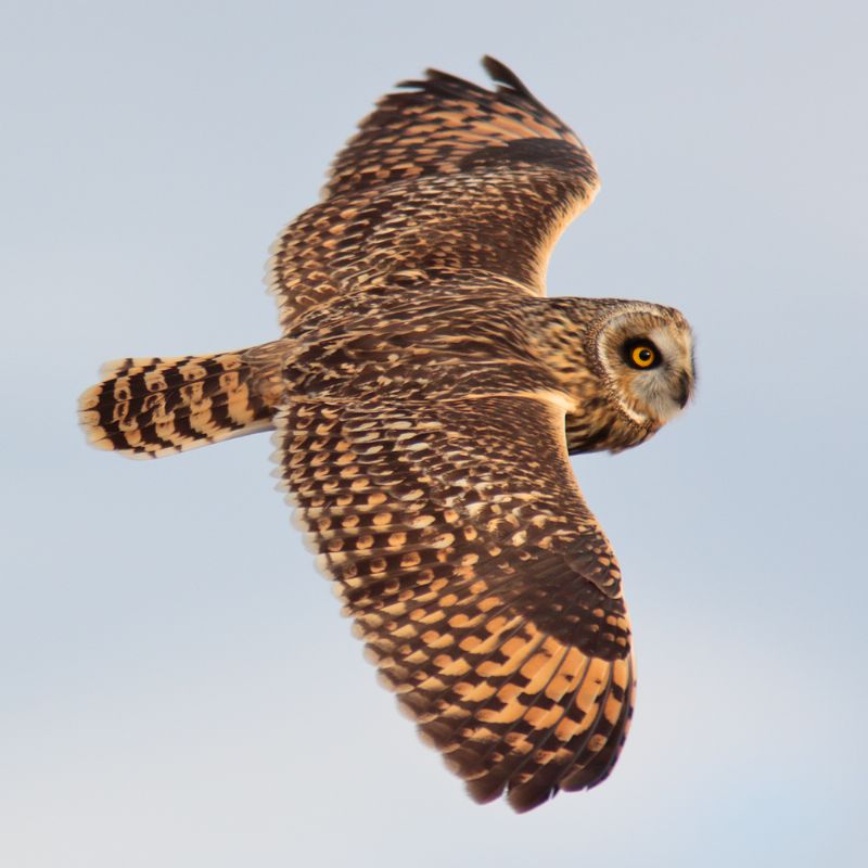 Short-eared Owl - 05-10-2019