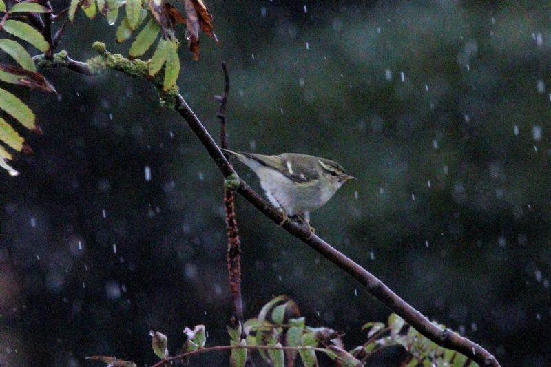 Yellow-browed Warbler - 06-10-2019