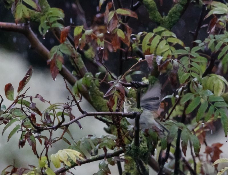 Yellow-browed Warbler - 06-10-2019