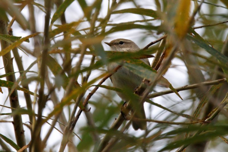 Siberian Chiffchaff - 12-10-2019