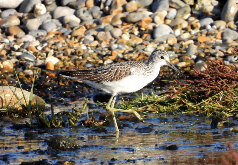 Greenshank - 17-10-2019