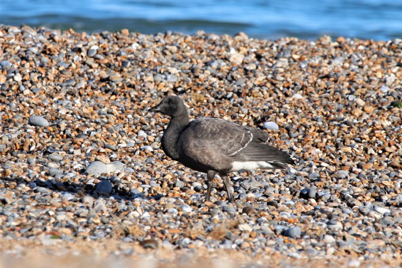 Dark-bellied Brent Goose - 17-10-2019