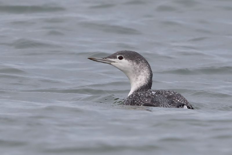 Red-throated Diver - 17-10-2019