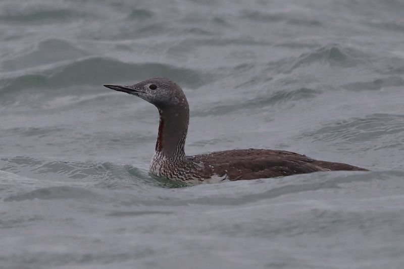 Red-throated Diver - 17-10-2019