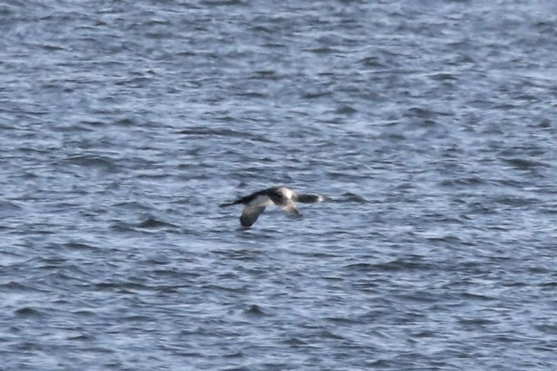 Great Northern Diver - 17-10-2019