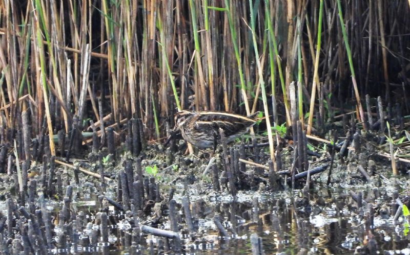 Jack Snipe - 16-10-2019