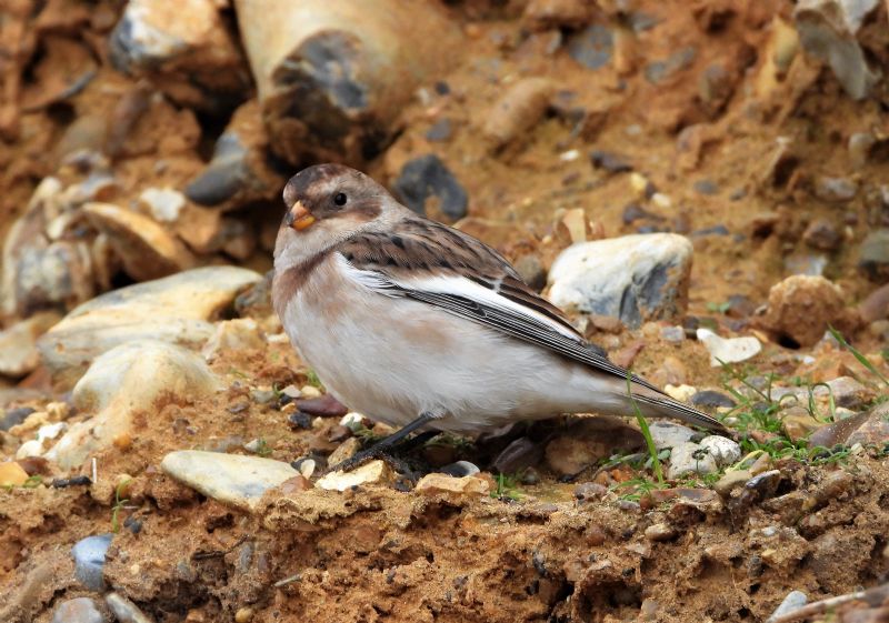 Snow Bunting - 21-10-2019