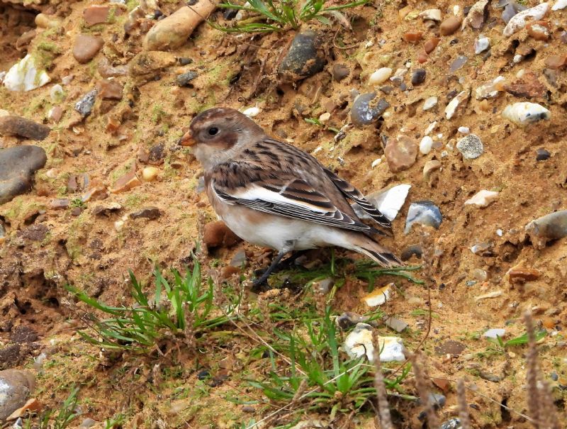 Snow Bunting - 21-10-2019