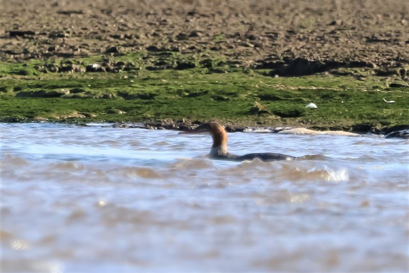 Goosander - 22-10-2019