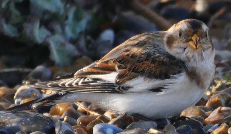 Snow Bunting - 23-10-2019