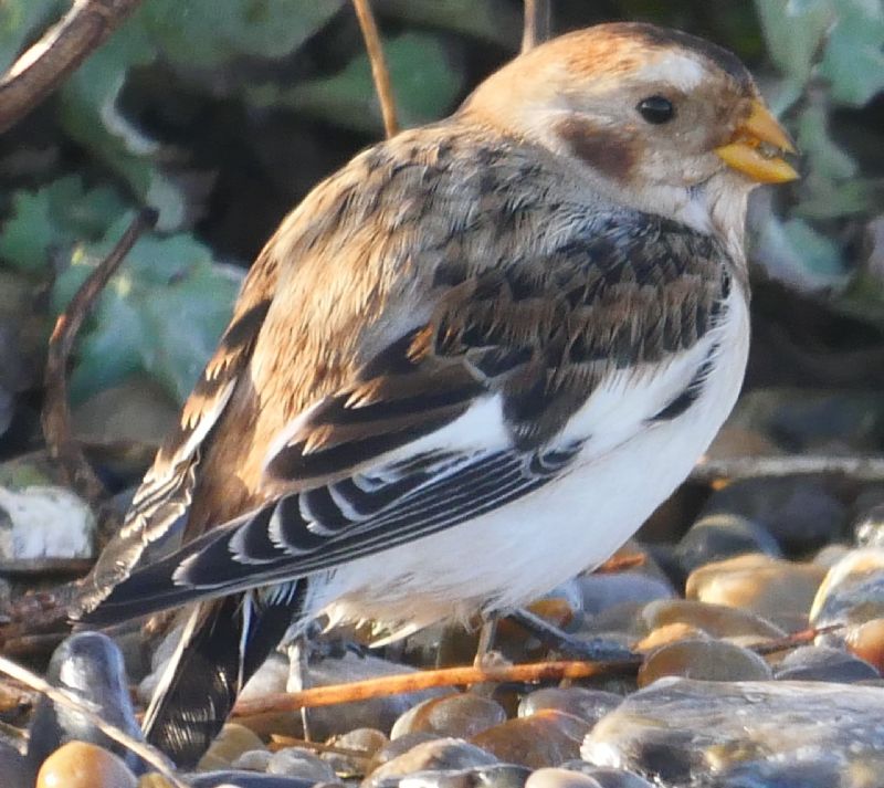 Snow Bunting - 23-10-2019