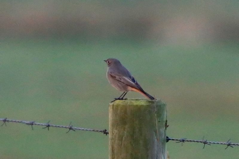 Black Redstart - 23-10-2019