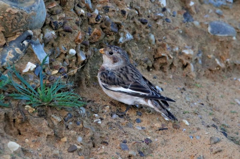 Snow Bunting - 23-10-2019