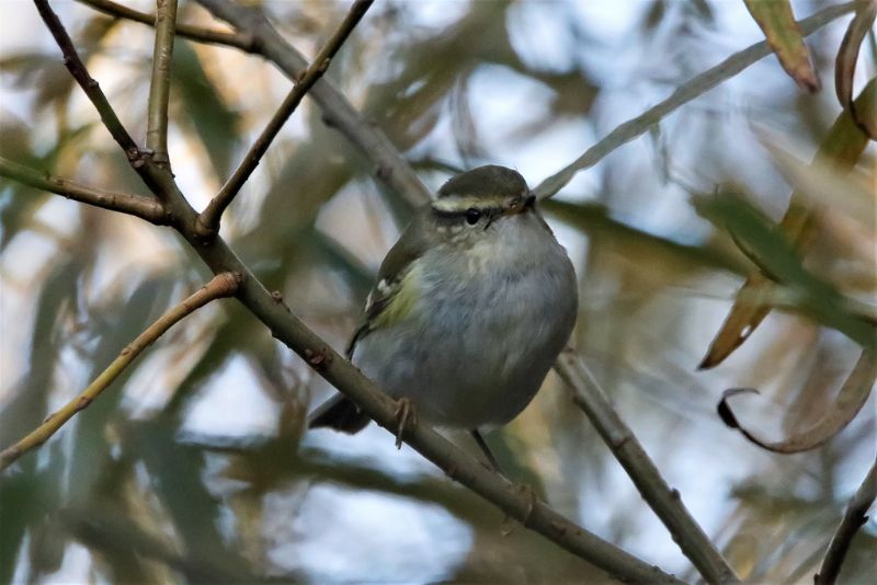 Yellow-browed Warbler - 23-10-2019