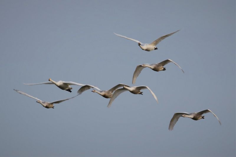 Whooper Swan - 25-10-2019